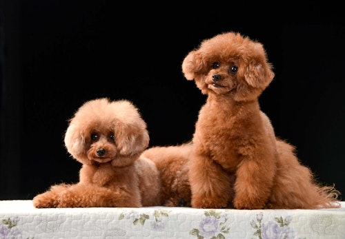 トイ プードルにサマーカットは必要 効果やメリット デメリットについて解説 獣医師監修 わんクォール トイ プードルにサマーカットは必要 効果やメリット デメリットについて解説 獣医師監修 わんクォール