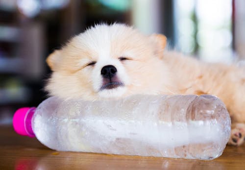 犬に氷を与える際の正しい方法は 注意点や 暑さ対策になるのかを解説 獣医師監修 わんクォール