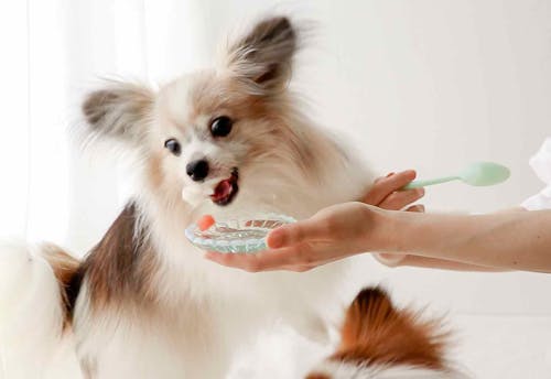 低カロリーおやつ 愛犬の暑さ対策に おうちの製氷皿で作れる超簡単スイカヨーグルトゼリーのレシピ わんクォール