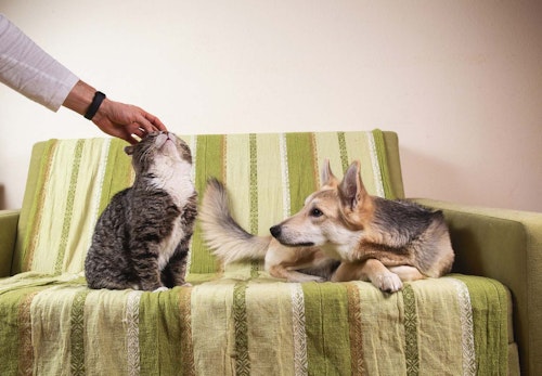 犬もヤキモチをやく 嫉妬の原因や仕草 対処法を解説 獣医師監修 わんクォール 犬もヤキモチをやく 嫉妬の原因や仕草 対処法を解説 獣医師監修 わんクォール