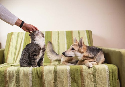 犬もヤキモチをやく 嫉妬の原因や仕草 対処法を解説 獣医師監修 わんクォール 犬もヤキモチをやく 嫉妬の原因や仕草 対処法を解説 獣医師監修 わんクォール