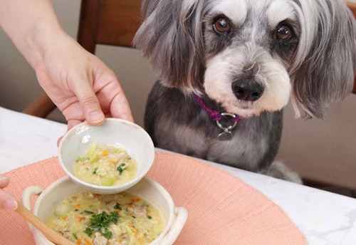 簡単15分 おやつとしても 愛犬も食べられる具沢山コーンスープ 家の野菜と煮るだけで利尿作用が抜群 わんクォール 簡単15分 おやつとしても 愛犬も食べられる具沢山コーンスープ 家の野菜と煮るだけで利尿作用が抜群 わんクォール