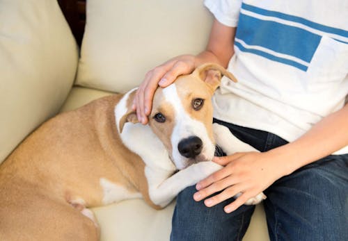 犬もヤキモチをやく 嫉妬の原因や仕草 対処法を解説 獣医師監修 わんクォール