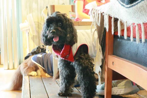 熱中症対策 縫わずに作れる 100均のタオルでオシャレなクールネック 保冷剤を手作り わんクォール 熱中症対策 縫わずに作れる 100均のタオルでオシャレなクールネック 保冷剤を手作り わんクォール