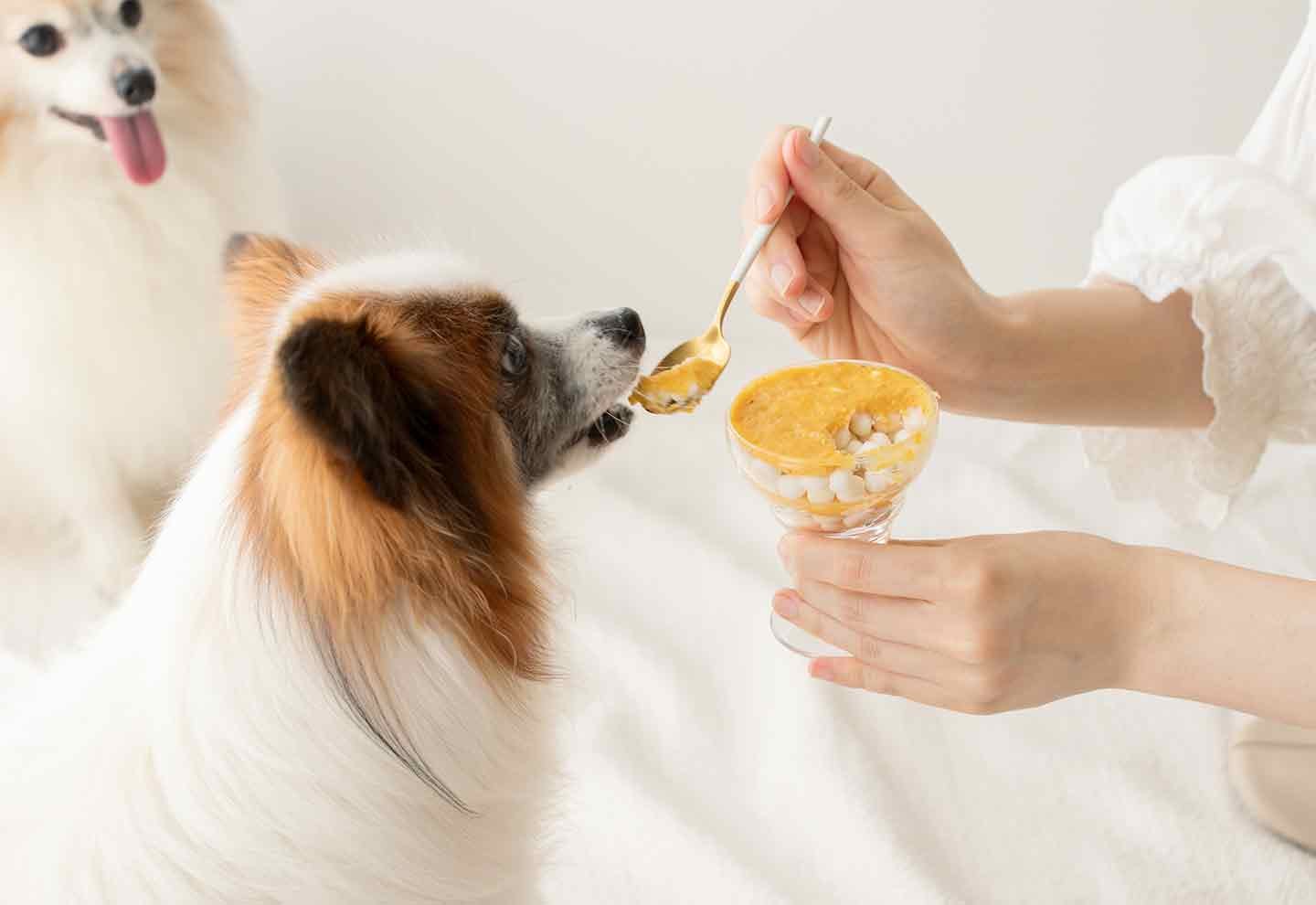 愛犬用パフェを食べるパピヨン