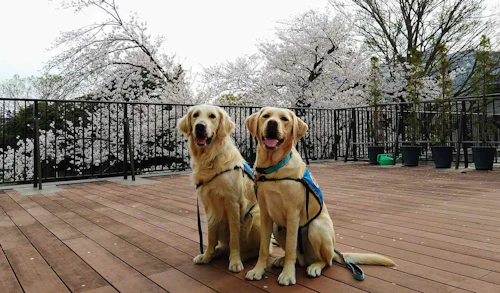 病院で働く犬を知っていますか 入院する子どもの 心のケア を担うファシリティドッグが新たに2チーム誕生 わんクォール 病院で働く犬を知っていますか 入院する子どもの 心のケア を担うファシリティドッグが新たに2チーム誕生 わんクォール