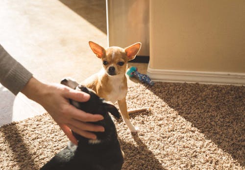 犬もヤキモチをやく 嫉妬の原因や仕草 対処法を解説 獣医師監修 わんクォール