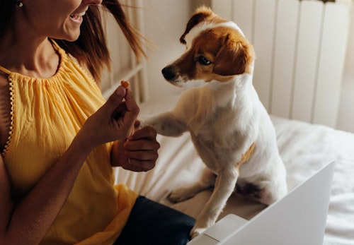 犬が前足で ちょいちょい してくる理由は 行動の裏にある心理を解説 獣医師監修 わんクォール 犬が前足で ちょいちょい してくる理由は 行動の裏にある心理を解説 獣医師監修 わんクォール