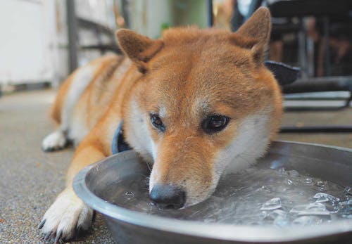 犬に氷を与える際の正しい方法は 注意点や 暑さ対策になるのかを解説 獣医師監修 わんクォール
