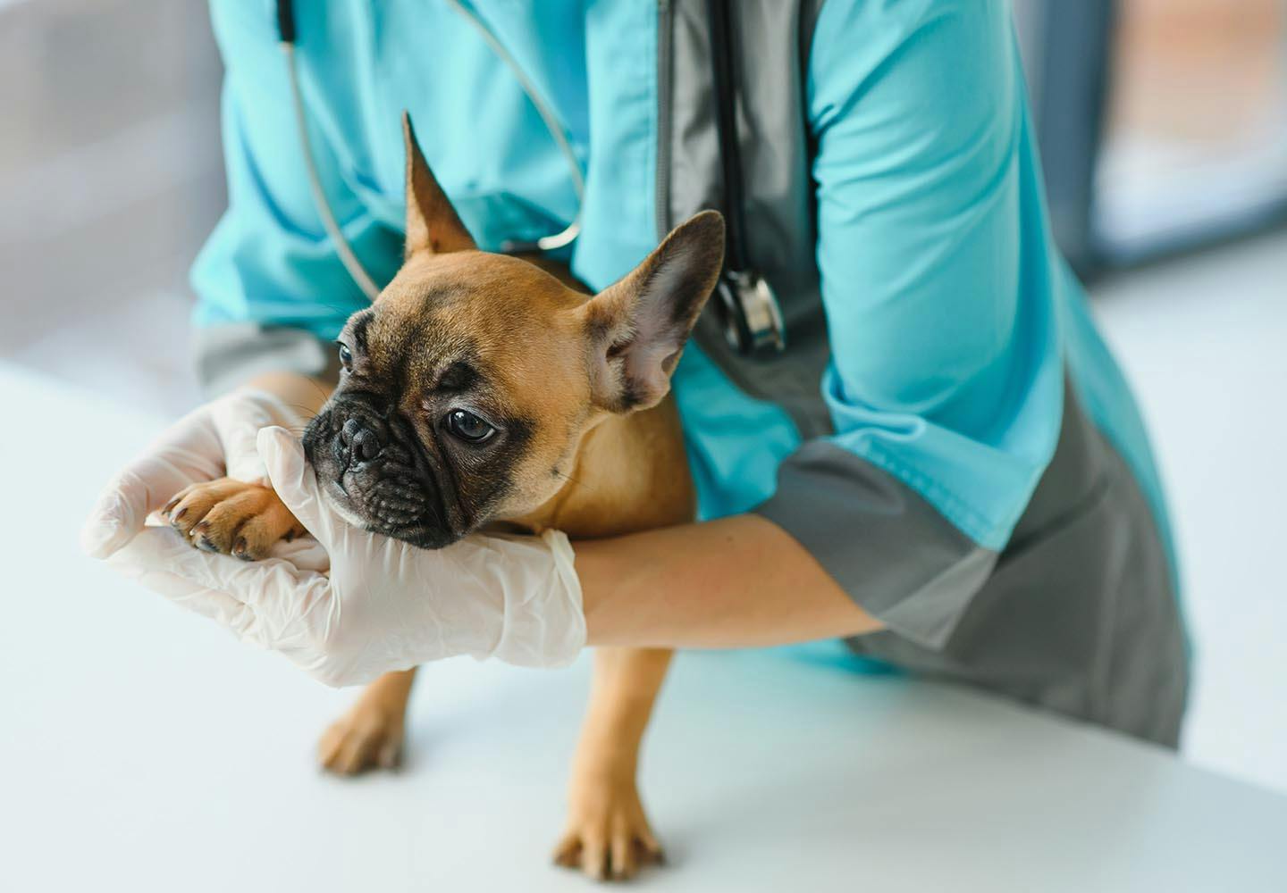 犬のアトピー性皮膚炎とは 症状や治療法 日常生活での注意点などを解説 獣医師監修 わんクォール