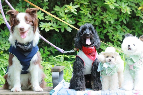 型紙 ミシン不要 熱中症対策に使える愛犬用クールネックの作り方 手作り保冷剤も紹介 わんクォール 型紙 ミシン不要 熱中症対策に使える愛犬用クールネックの作り方 手作り保冷剤も紹介 わんクォール