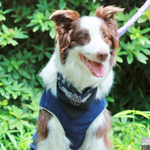 熱中症対策 縫わずに作れる 100均のタオルでオシャレなクールネック 保冷剤を手作り わんクォール 熱中症対策 縫わずに作れる 100均のタオルでオシャレなクールネック 保冷剤を手作り わんクォール