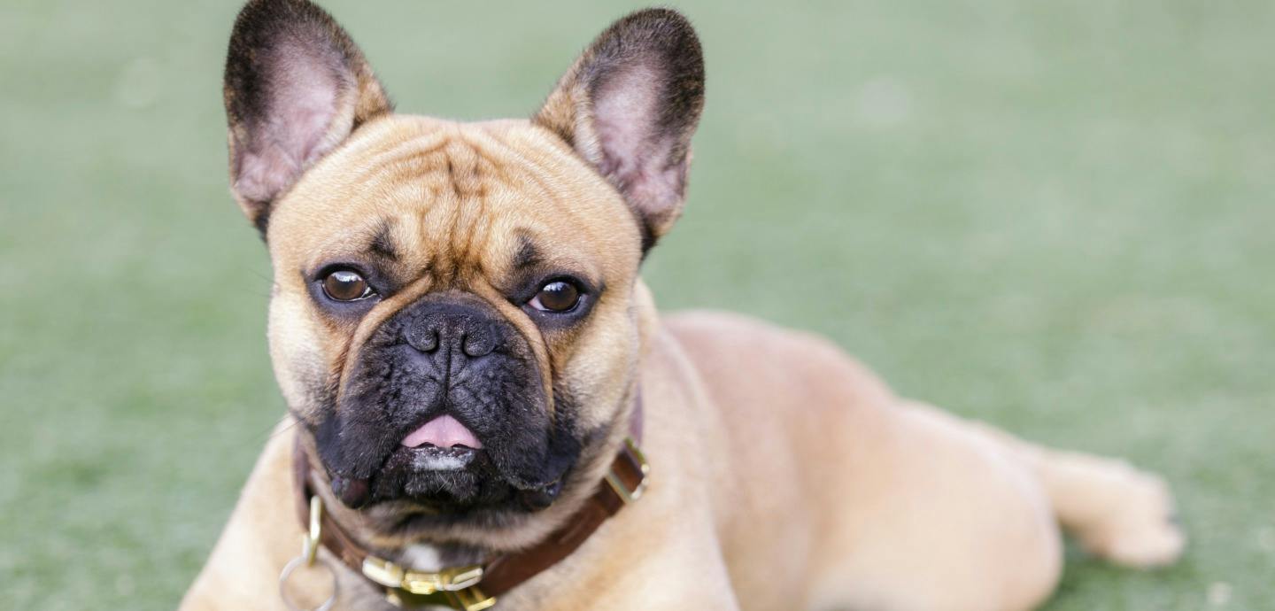 6918fde0-dog_lifespan_05_pc-