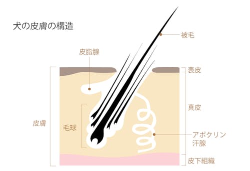 犬が火傷 やけど をしたとき どうすれば 原因と応急処置 予防法について解説 獣医師監修 わんクォール