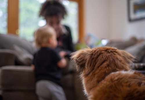 犬もヤキモチをやく 嫉妬の原因や仕草 対処法を解説 獣医師監修 わんクォール 犬もヤキモチをやく 嫉妬の原因や仕草 対処法を解説 獣医師監修 わんクォール