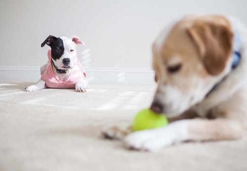 犬もヤキモチをやく 嫉妬の原因や仕草 対処法を解説 獣医師監修 わんクォール 犬もヤキモチをやく 嫉妬の原因や仕草 対処法を解説 獣医師監修 わんクォール