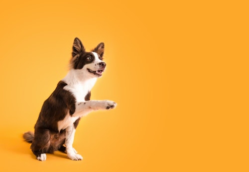 犬が前足で ちょいちょい してくる理由は 行動の裏にある心理を解説 獣医師監修 わんクォール 犬が前足で ちょいちょい してくる理由は 行動の裏にある心理を解説 獣医師監修 わんクォール