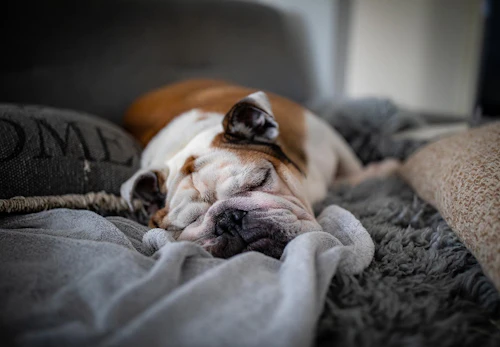 犬の肝臓病とは 原因や症状 病院に行くべきタイミングと予防法について解説 獣医師監修 わんクォール 犬の肝臓病とは 原因や症状 病院に行くべきタイミングと予防法について解説 獣医師監修 わんクォール