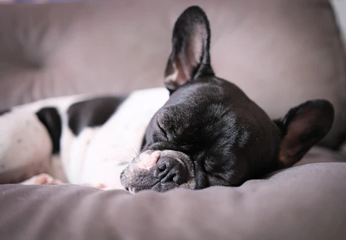犬の肝臓病とは 原因や症状 病院に行くべきタイミングと予防法について解説 獣医師監修 わんクォール 犬の肝臓病とは 原因や症状 病院に行くべきタイミングと予防法について解説 獣医師監修 わんクォール