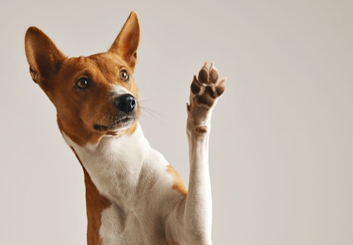 犬が前足で ちょいちょい してくる理由は 行動の裏にある心理を解説 獣医師監修 わんクォール 犬が前足で ちょいちょい してくる理由は 行動の裏にある心理を解説 獣医師監修 わんクォール