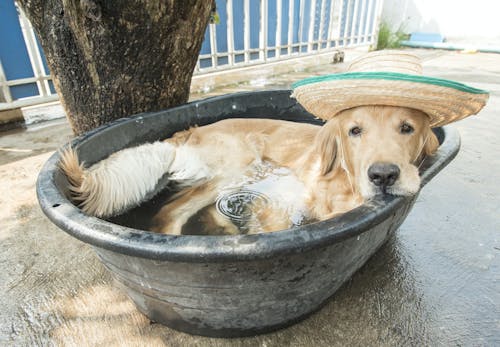 犬も夏バテする 原因や症状 対処法や子犬 老犬へのケアについて解説 獣医師監修 わんクォール 犬も夏バテする 原因や症状 対処法や子犬 老犬へのケアについて解説 獣医師監修 わんクォール