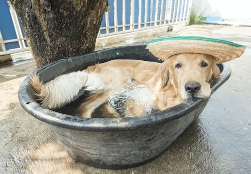 犬も夏バテする 原因や症状 対処法や子犬 老犬へのケアについて解説 獣医師監修 わんクォール