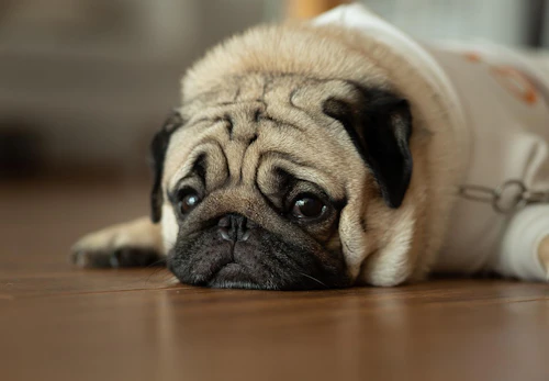 犬の肝臓病とは 原因や症状 病院に行くべきタイミングと予防法について解説 獣医師監修 わんクォール 犬の肝臓病とは 原因や症状 病院に行くべきタイミングと予防法について解説 獣医師監修 わんクォール