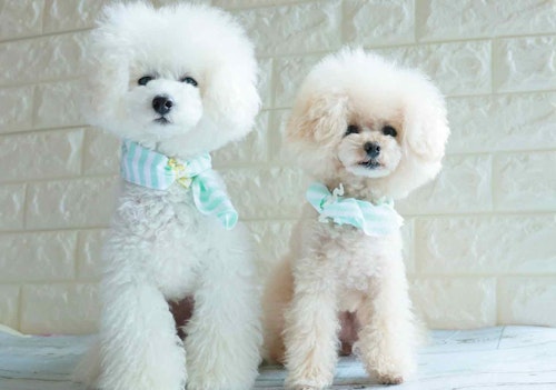 熱中症対策 縫わずに作れる 100均のタオルでオシャレなクールネック 保冷剤を手作り わんクォール 熱中症対策 縫わずに作れる 100均のタオルでオシャレなクールネック 保冷剤を手作り わんクォール