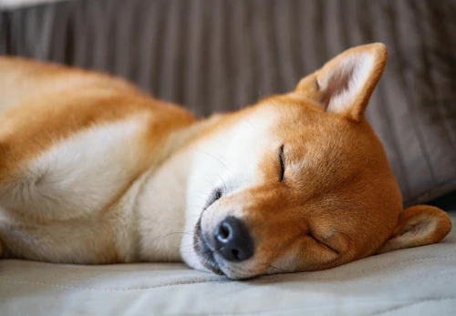 犬の尿路結石とは 原因と対処法 普段の生活での注意点などを解説 獣医師監修 わんクォール 犬の尿路結石とは 原因と対処法 普段の生活での注意点などを解説 獣医師監修 わんクォール