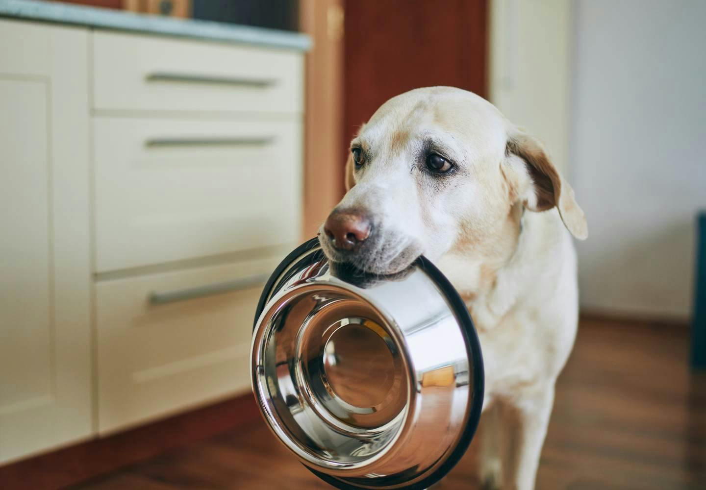 犬の食器を中性洗剤で洗っても大丈夫