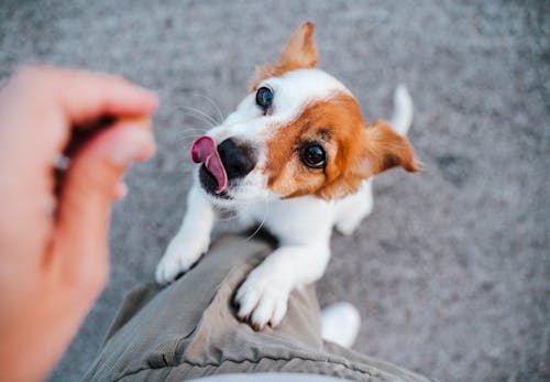 犬が前足で ちょいちょい してくる理由は 行動の裏にある心理を解説 獣医師監修 わんクォール