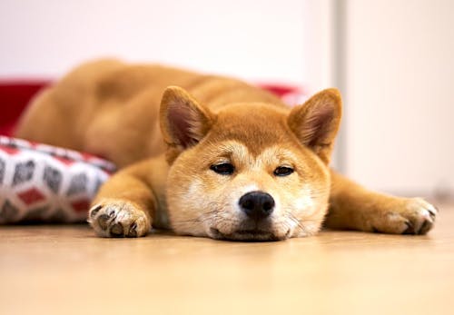 柴犬の平均寿命は何歳 長生きさせる秘訣やかかりやすい病気と予防方法について解説 獣医師監修 わんクォール