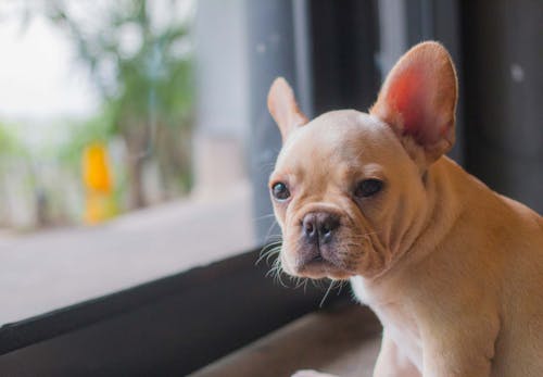 命に関わる危険も 夏に犬を留守番させる時のng行動5選 獣医師監修 わんクォール 命に関わる危険も 夏に犬を留守番させる時のng行動5選 獣医師監修 わんクォール