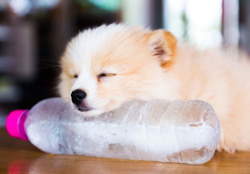 命に関わる危険も 夏に犬を留守番させる時のng行動5選 獣医師監修 わんクォール 命に関わる危険も 夏に犬を留守番させる時のng行動5選 獣医師監修 わんクォール