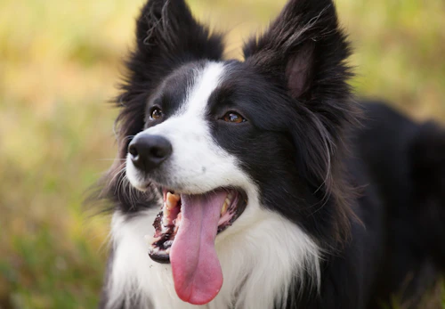 犬も夏バテする 原因や症状 対処法や子犬 老犬へのケアについて解説 獣医師監修 わんクォール