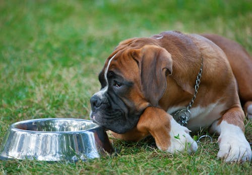 犬も夏バテする 原因や症状 対処法や子犬 老犬へのケアについて解説 獣医師監修 わんクォール 犬も夏バテする 原因や症状 対処法や子犬 老犬へのケアについて解説 獣医師監修 わんクォール