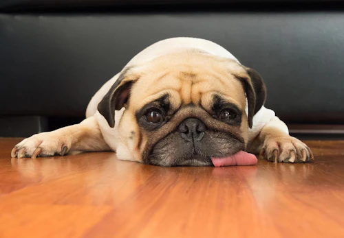 O Iulxht8rdsvm O Iulxht8rdsvm