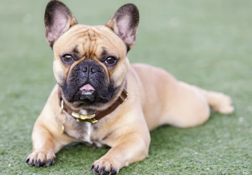 フレンチ ブルドッグ フレブル の平均寿命は何歳 長生きさせる秘訣やかかりやすい病気 短頭種気道症候群について解説 獣医師監修 わんクォール フレンチ ブルドッグ フレブル の平均寿命は何歳 長生きさせる秘訣やかかりやすい病気 短頭種気道症候群について解説 獣医師監修 わんクォール