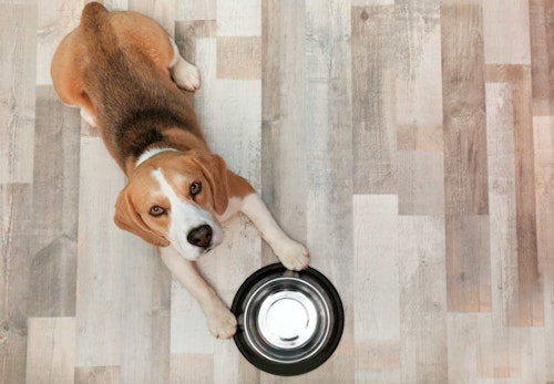犬の食器のヌルヌルの正体は 正しい洗い方も紹介 獣医師監修 わんクォール 犬の食器のヌルヌルの正体は 正しい洗い方も紹介 獣医師監修 わんクォール