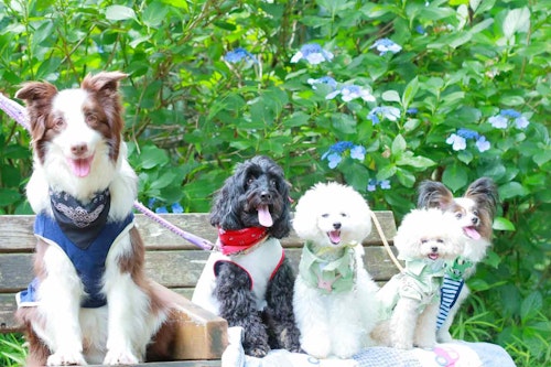 型紙 ミシン不要 熱中症対策に使える愛犬用クールネックの作り方 手作り保冷剤も紹介 わんクォール 型紙 ミシン不要 熱中症対策に使える愛犬用クールネックの作り方 手作り保冷剤も紹介 わんクォール