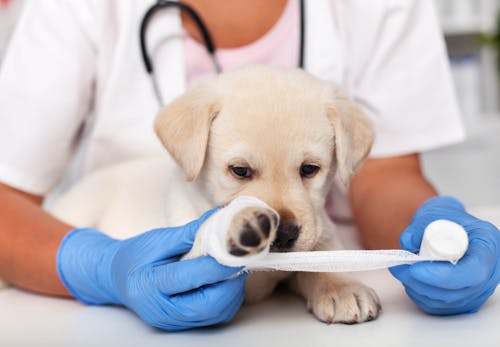 犬が火傷 やけど をしたとき どうすれば 原因と応急処置 予防法について解説 獣医師監修 わんクォール