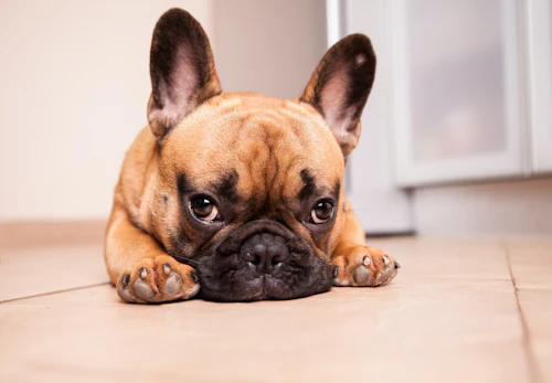 フレンチ ブルドッグ フレブル の平均寿命は何歳 長生きさせる秘訣やかかりやすい病気 短頭種気道症候群について解説 獣医師監修 わんクォール フレンチ ブルドッグ フレブル の平均寿命は何歳 長生きさせる秘訣やかかりやすい病気 短頭種気道症候群について解説 獣医師監修 わんクォール