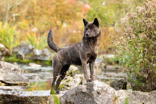 協力いただける方を大募集 和犬の飼い主さんへのアンケート調査 わんクォール