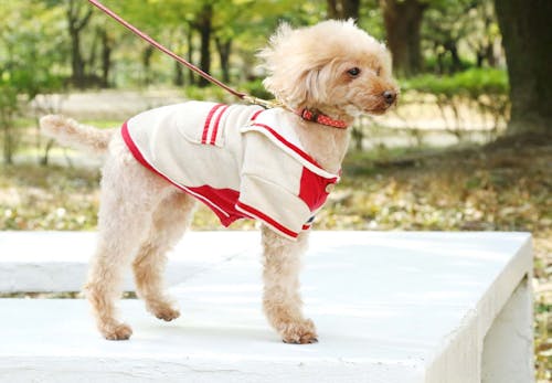 トイ プードルにサマーカットは必要 効果やメリット デメリットについて解説 獣医師監修 わんクォール トイ プードルにサマーカットは必要 効果やメリット デメリットについて解説 獣医師監修 わんクォール