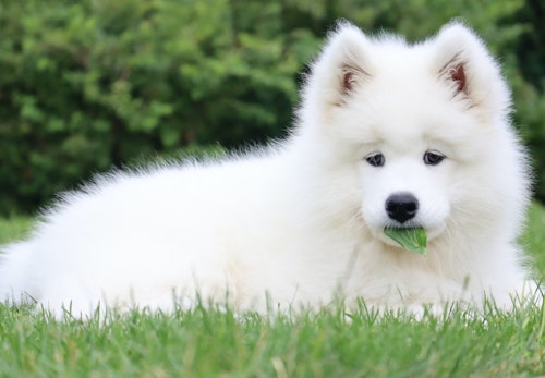 犬も夏バテする 原因や症状 対処法や子犬 老犬へのケアについて解説 獣医師監修 わんクォール 犬も夏バテする 原因や症状 対処法や子犬 老犬へのケアについて解説 獣医師監修 わんクォール