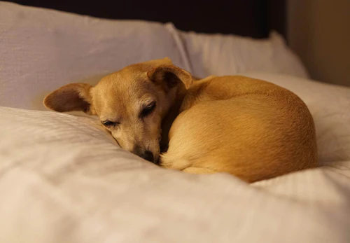 犬の肝臓病とは 原因や症状 病院に行くべきタイミングと予防法について解説 獣医師監修 わんクォール 犬の肝臓病とは 原因や症状 病院に行くべきタイミングと予防法について解説 獣医師監修 わんクォール