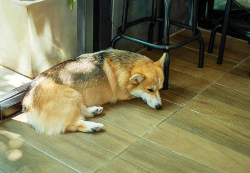 犬の尿路結石とは 原因と対処法 普段の生活での注意点などを解説 獣医師監修 わんクォール 犬の尿路結石とは 原因と対処法 普段の生活での注意点などを解説 獣医師監修 わんクォール