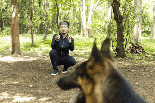 検証企画 犬好きライターが本気で挑戦 警察犬をエサやおもちゃで誘惑することはできるのか ー前編ー わんクォール 検証企画 犬好きライターが本気で挑戦 警察犬をエサやおもちゃで誘惑することはできるのか ー前編ー わんクォール