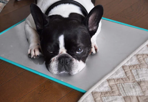 命に関わる危険も 夏に犬を留守番させる時のng行動5選 獣医師監修 わんクォール 命に関わる危険も 夏に犬を留守番させる時のng行動5選 獣医師監修 わんクォール