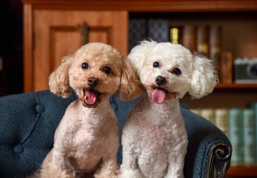 トイ プードルにサマーカットは必要 効果やメリット デメリットについて解説 獣医師監修 わんクォール トイ プードルにサマーカットは必要 効果やメリット デメリットについて解説 獣医師監修 わんクォール